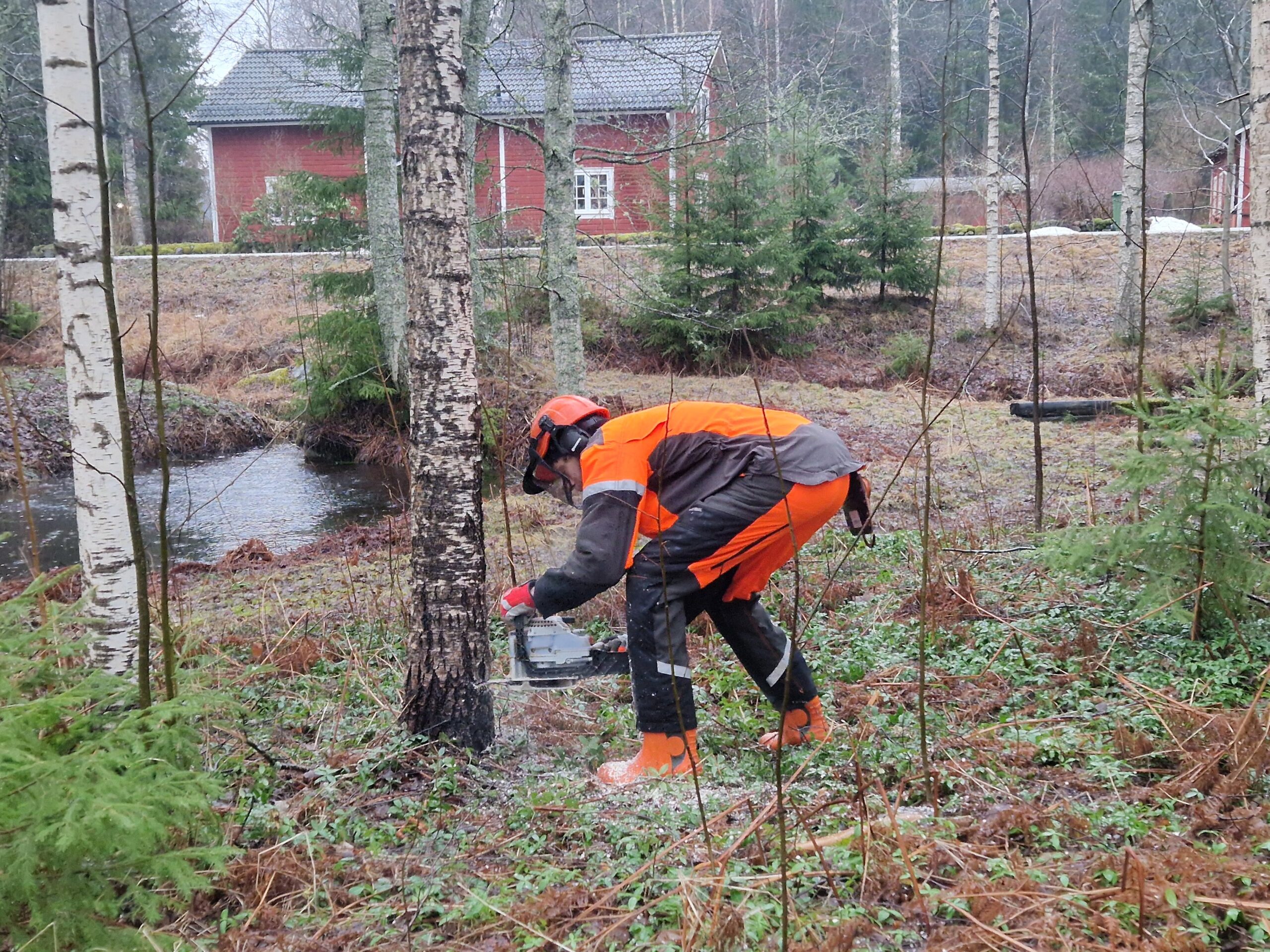 Man fäller träd i Filipshyttan.