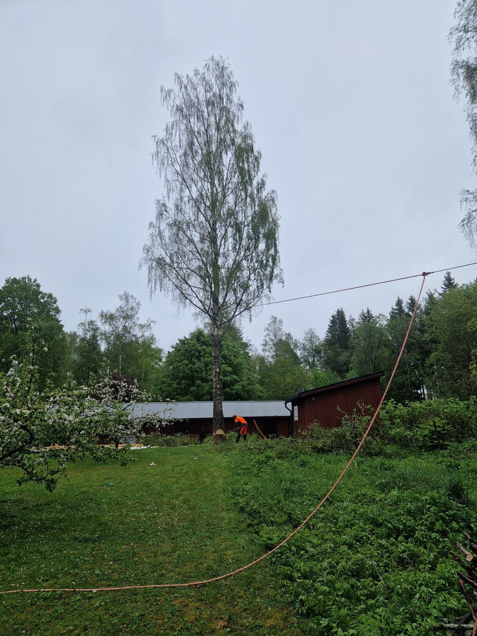 Professionell trädfällning i Lekeberg
