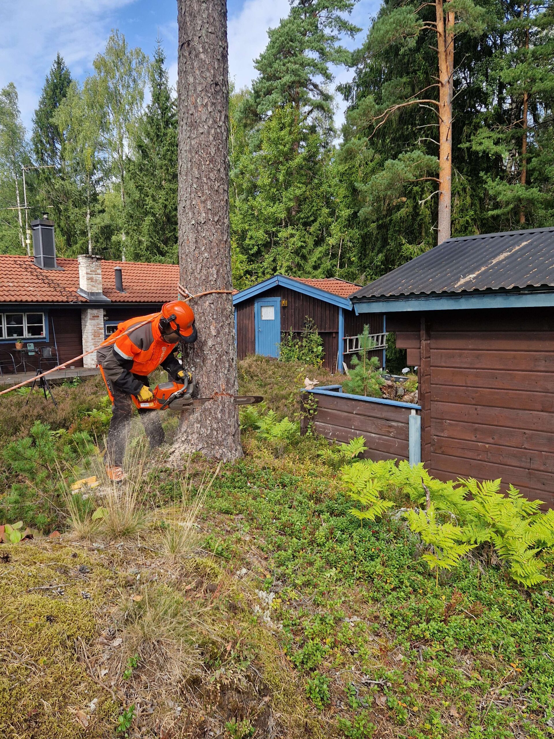 Säker trädfällning i Frövi
