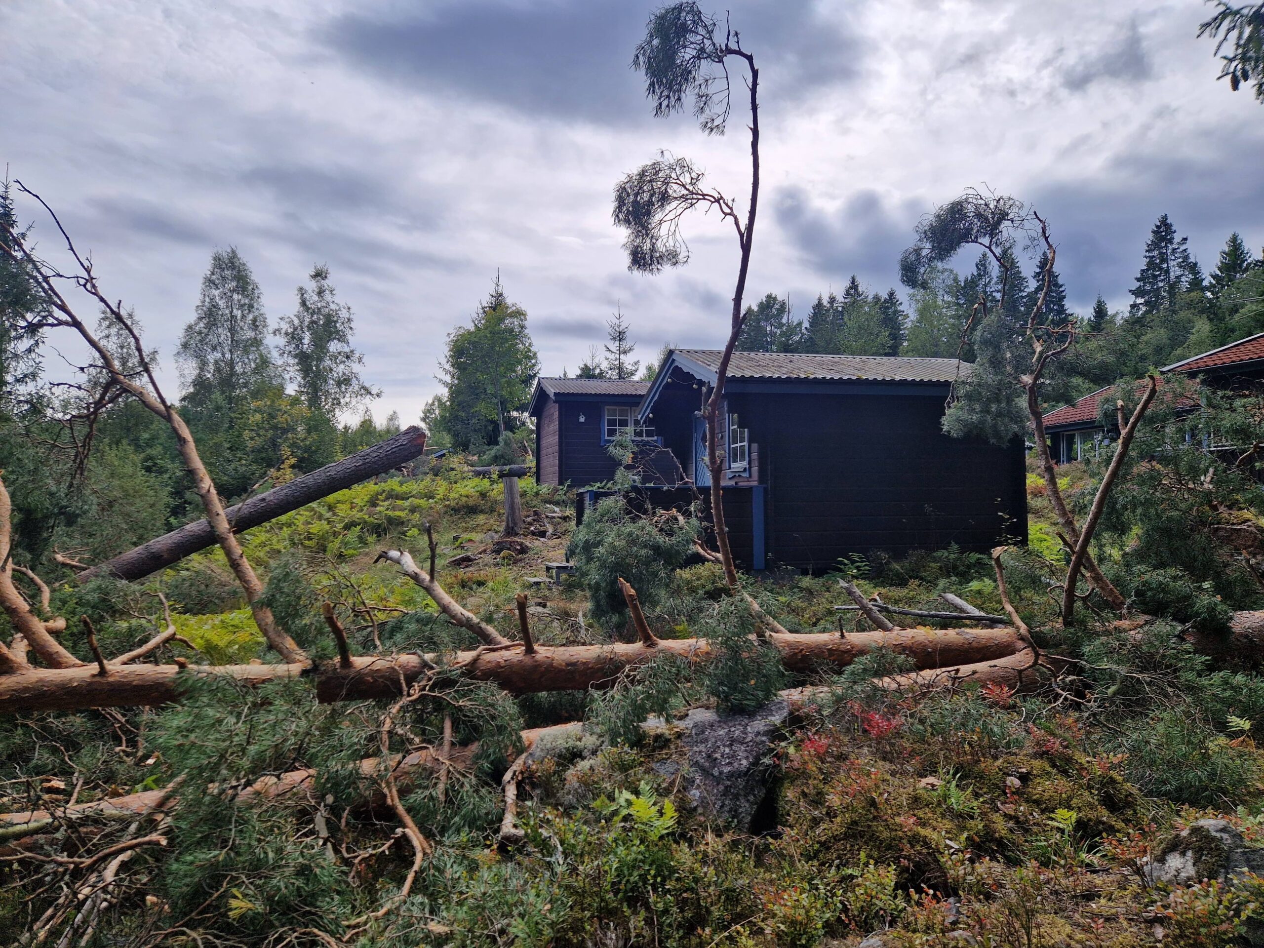 trädfällning nära hus, Örebro kommun