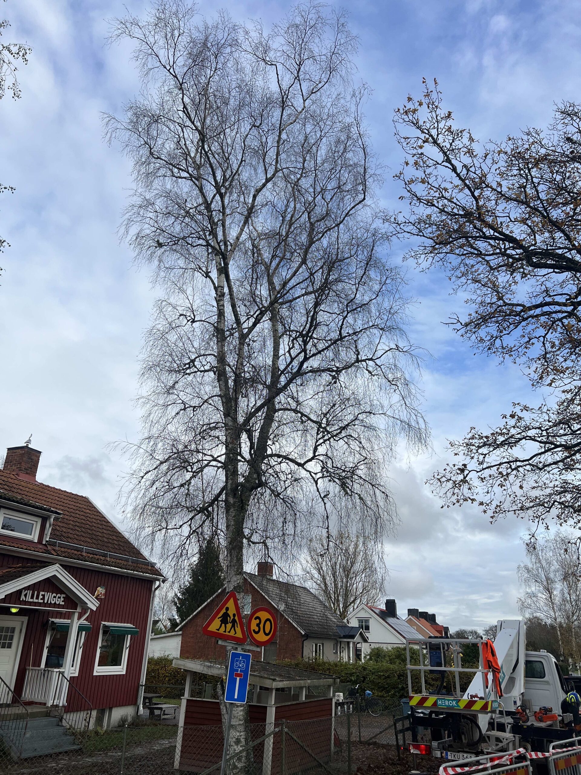 Fällning Killevigge 2