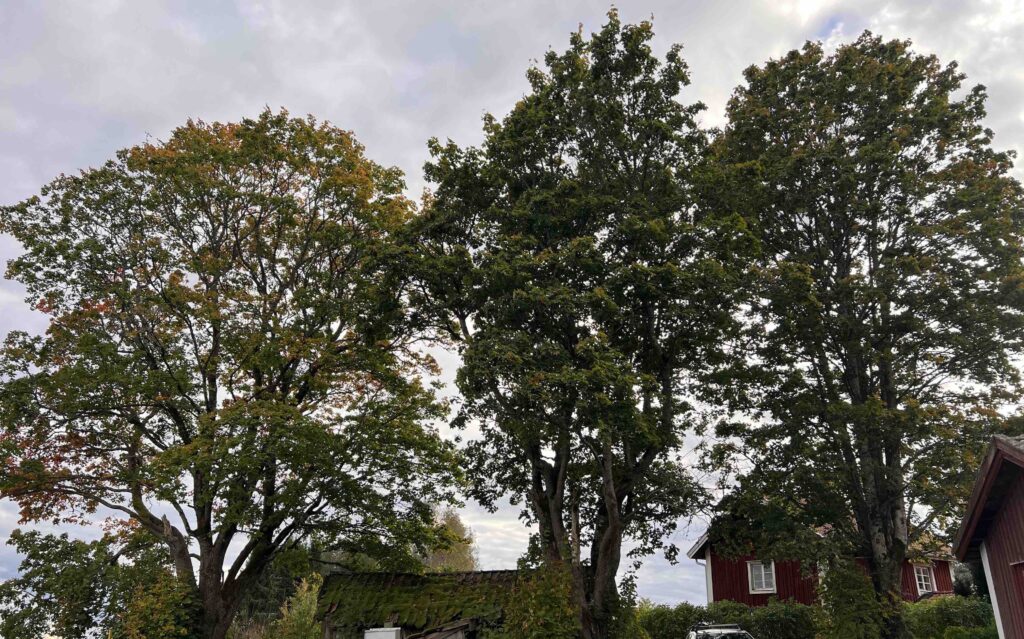 Hamling av träd i Mullyttan
