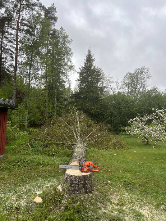 Trädfällning av stor björk nära hus i Lekeberg - Granalund trädfällning AB