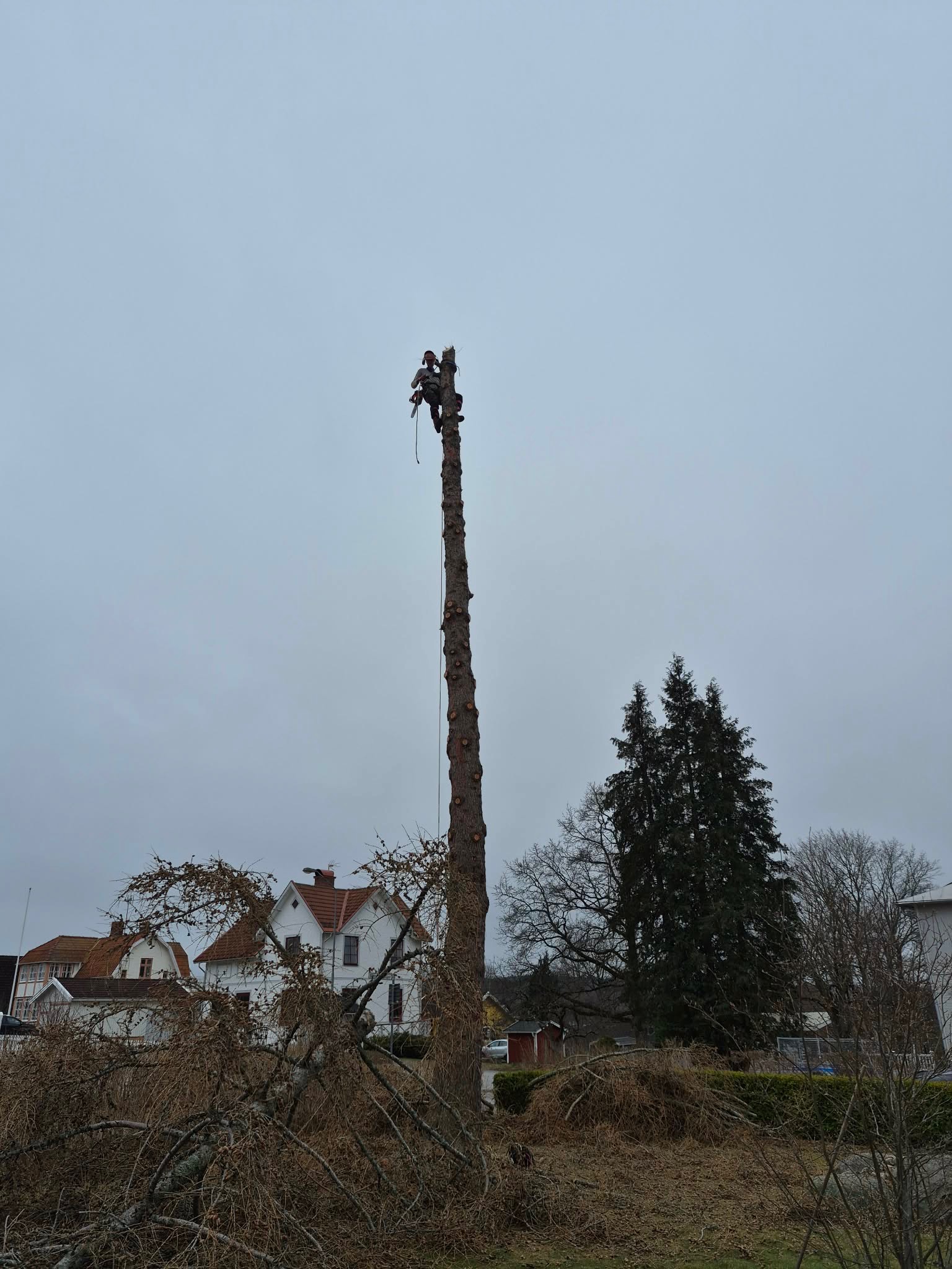 Sektionsfällning av träd nära hus